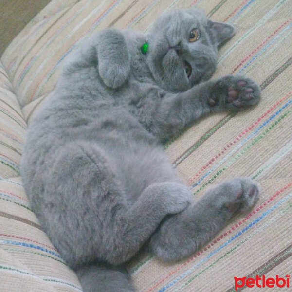 Scottish Fold, Kedi  Rakun fotoğrafı