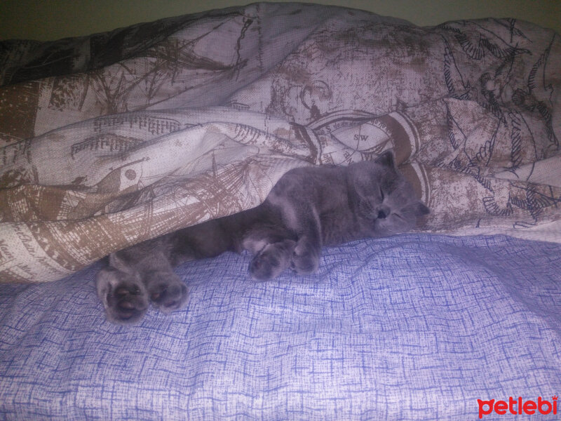 Scottish Fold, Kedi  Rakun fotoğrafı