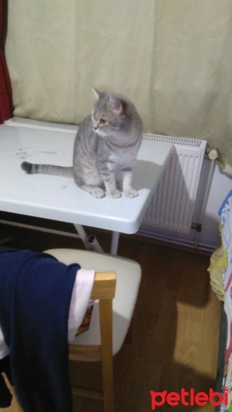 American Shorthair, Kedi  Üye fotoğrafı