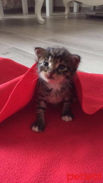 Tekir Kedi, Kedi  Ballı fotoğrafı