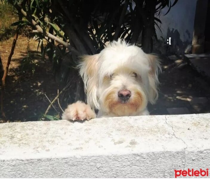 Maltese, Köpek  Joy fotoğrafı