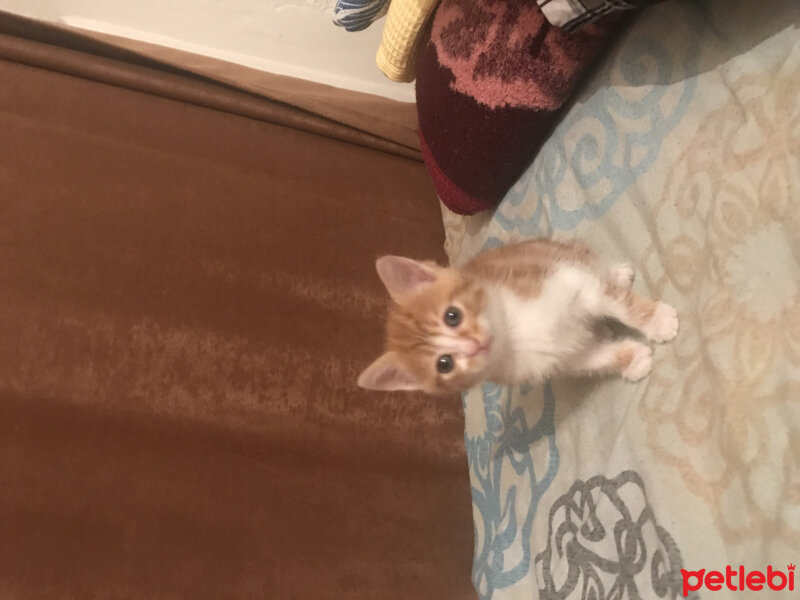 Tekir Kedi, Kedi  Prenses fotoğrafı