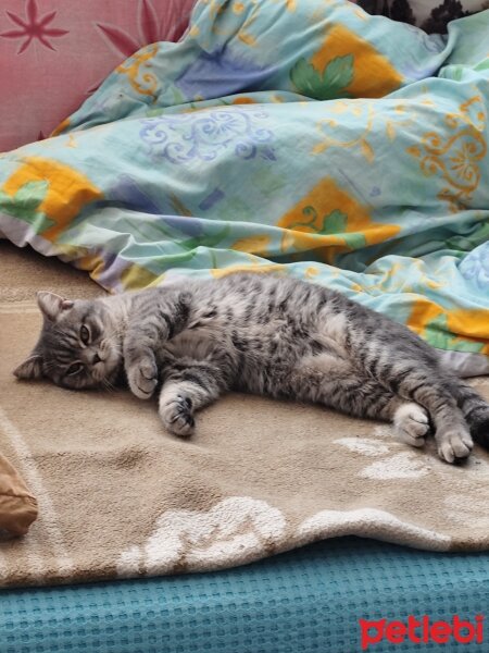 British Shorthair, Kedi  Çakıl fotoğrafı