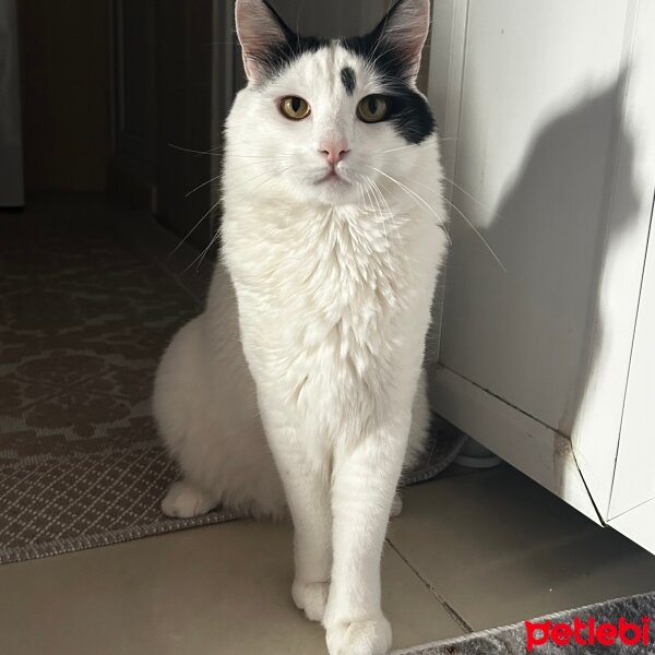 Maine Coon, Kedi  Pamuk fotoğrafı