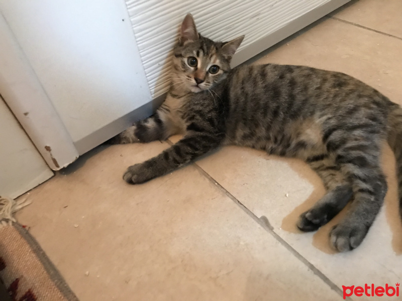 Tekir Kedi, Kedi  Kedi  fotoğrafı