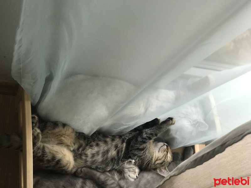 Tekir Kedi, Kedi  Kedi  fotoğrafı