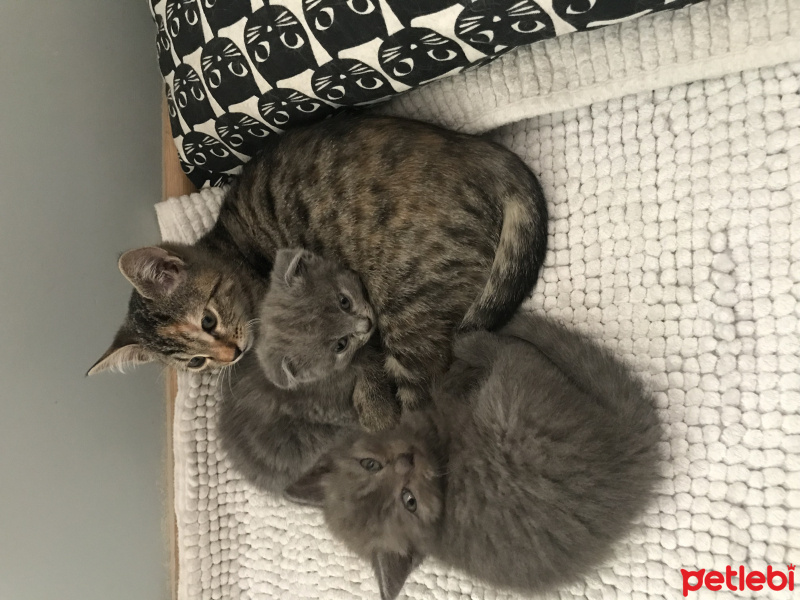 Tekir Kedi, Kedi  Kedi  fotoğrafı