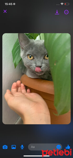 British Shorthair, Kedi  Miya fotoğrafı