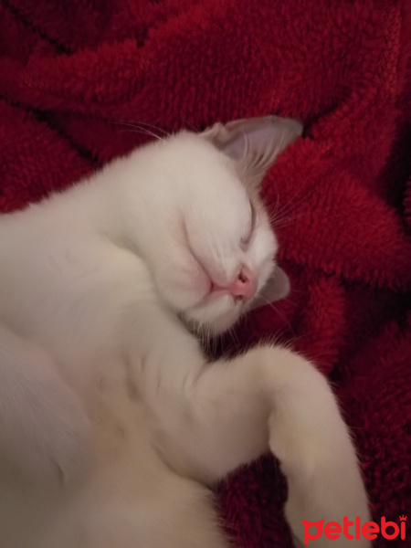 Tekir Kedi, Kedi  Mia fotoğrafı