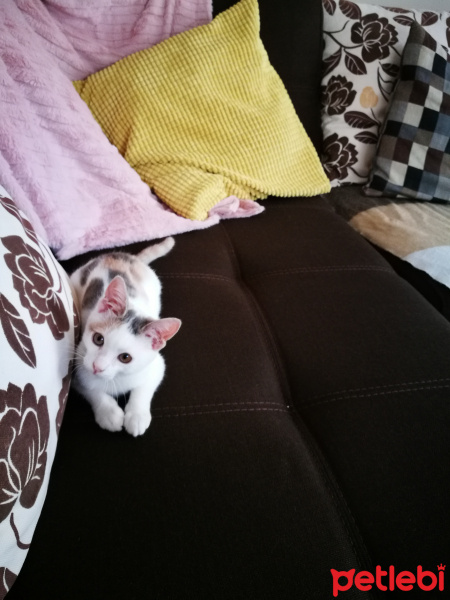 Tekir Kedi, Kedi  Mia fotoğrafı