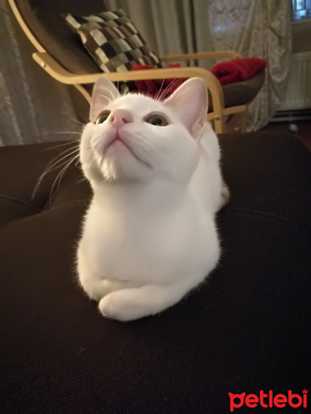 Tekir Kedi, Kedi  Mia fotoğrafı
