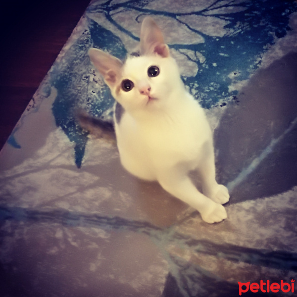 Tekir Kedi, Kedi  Mia fotoğrafı