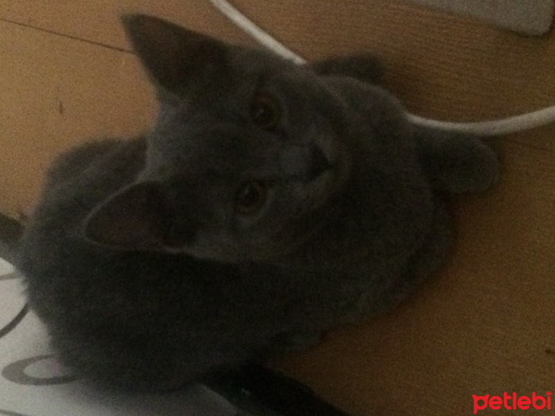 British Shorthair, Kedi  Mia fotoğrafı