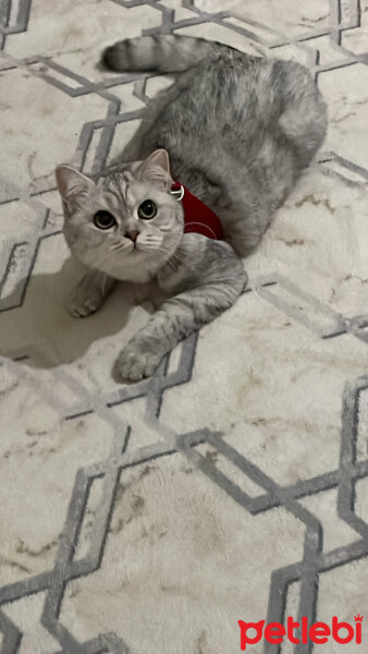 British Shorthair, Kedi  Gümüş fotoğrafı