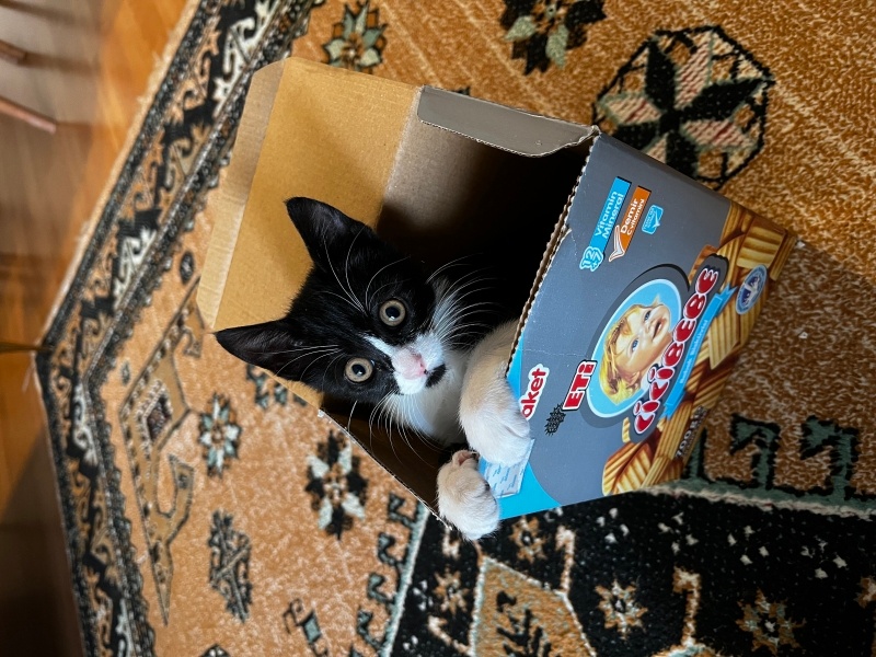 Tuxedo (Smokin) Kedi, Kedi  Peri fotoğrafı