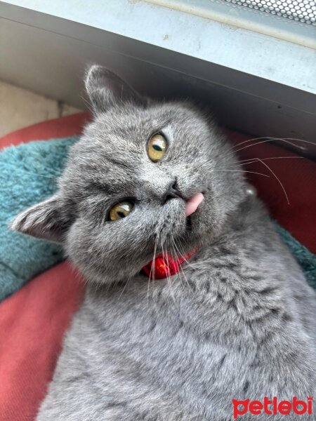 British Shorthair, Kedi  GANDALF fotoğrafı