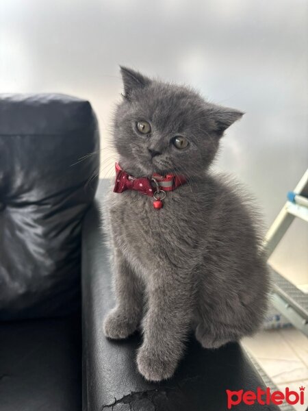 British Shorthair, Kedi  GANDALF fotoğrafı