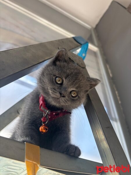 British Shorthair, Kedi  GANDALF fotoğrafı