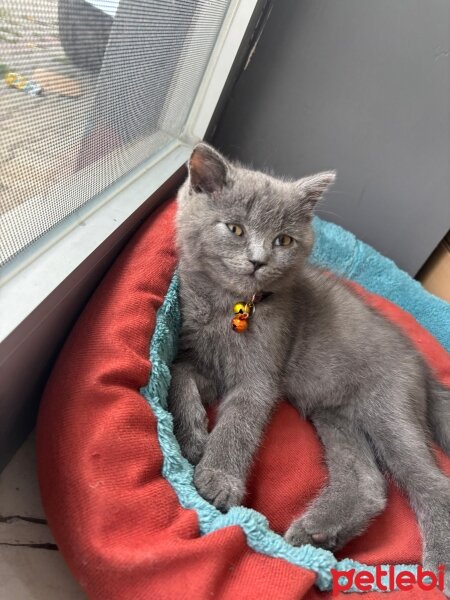 British Shorthair, Kedi  GANDALF fotoğrafı