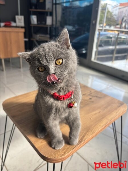 British Shorthair, Kedi  GANDALF fotoğrafı