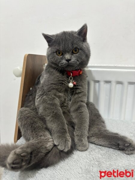 British Shorthair, Kedi  GANDALF fotoğrafı