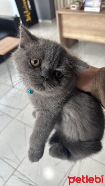 Brazilian Shorthair, Kedi  TOKYO fotoğrafı