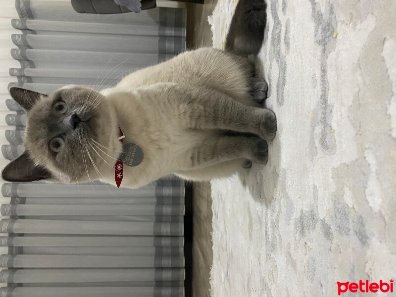 British Shorthair, Kedi  Bulut fotoğrafı