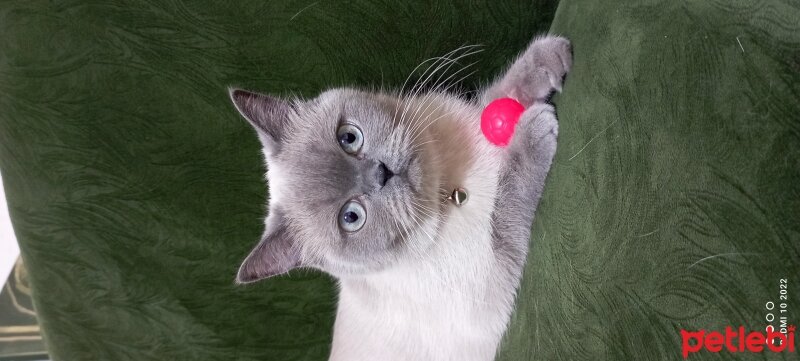 British Shorthair, Kedi  Luna fotoğrafı