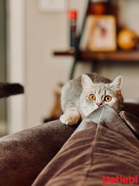 British Shorthair, Kedi  TOKYO fotoğrafı