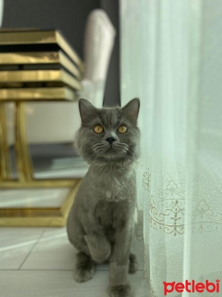 British Longhair, Kedi  Pati fotoğrafı