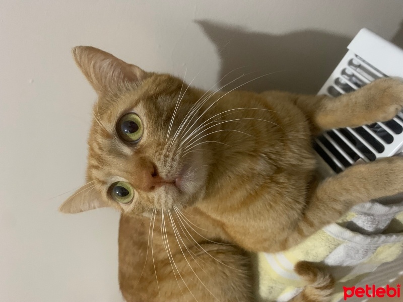 Sarman, Kedi  Limon fotoğrafı