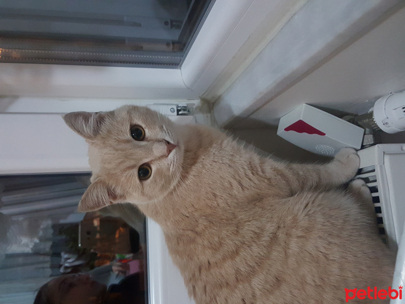 British Shorthair, Kedi  Behlül fotoğrafı