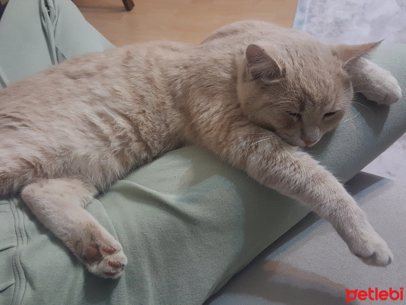 British Shorthair, Kedi  Behlül fotoğrafı