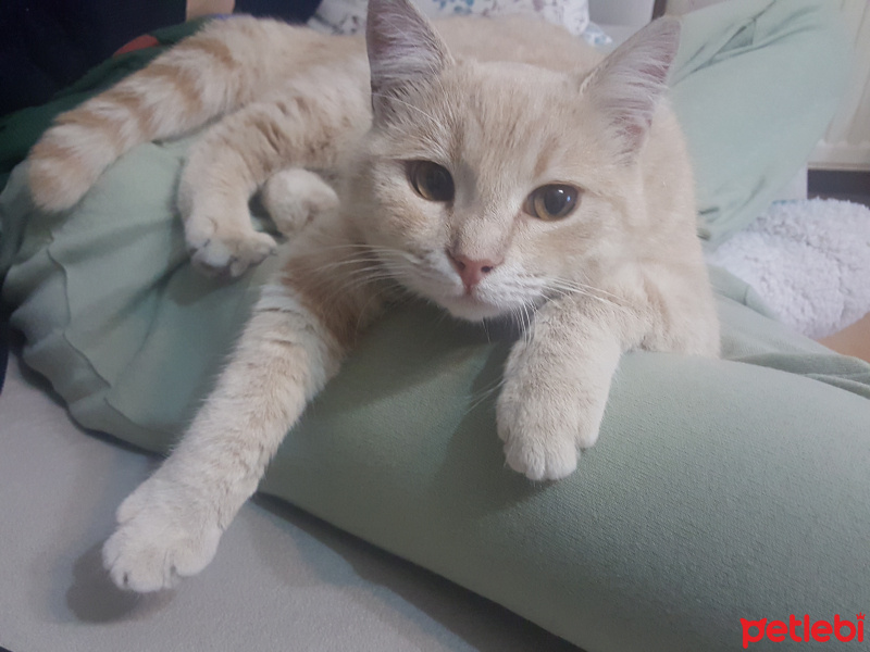 British Shorthair, Kedi  Behlül fotoğrafı