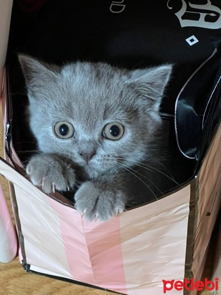 British Shorthair, Kedi  Luna fotoğrafı