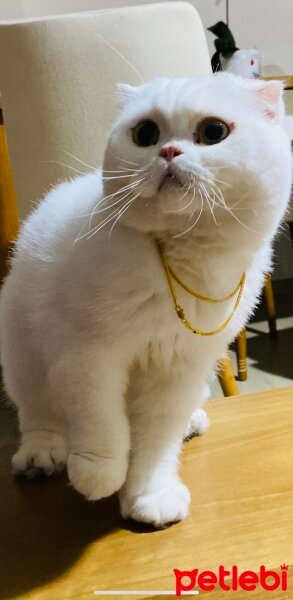 Scottish Fold, Kedi  Sheila fotoğrafı