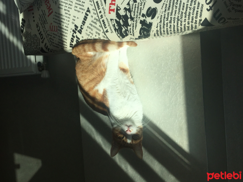 Tekir Kedi, Kedi  Çorap fotoğrafı