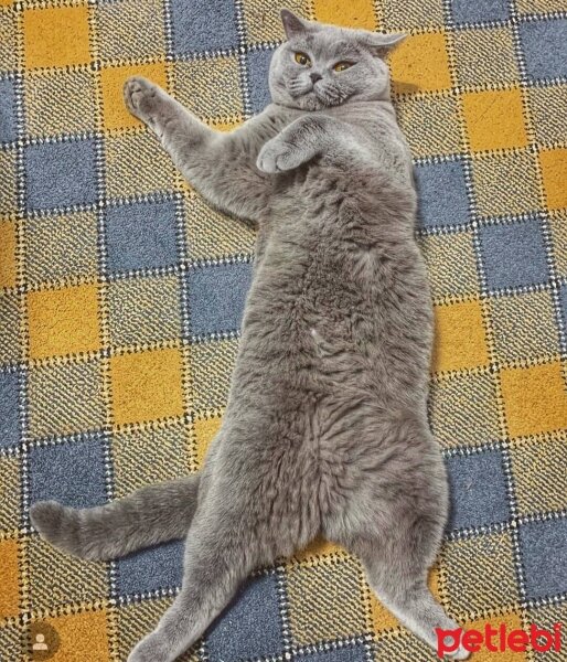 British Shorthair, Kedi  Duman fotoğrafı