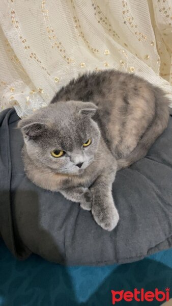 Scottish Fold, Kedi  Suşi fotoğrafı