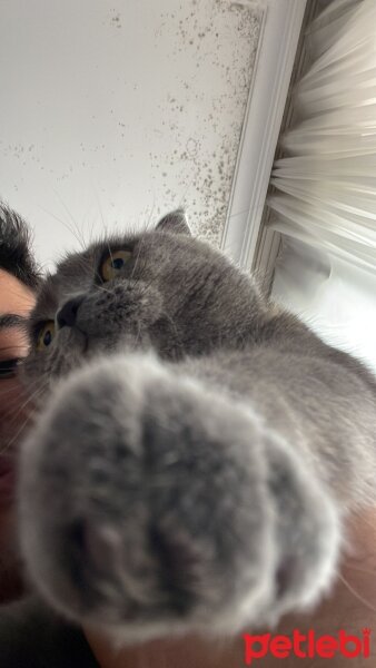 Scottish Fold, Kedi  Suşi fotoğrafı