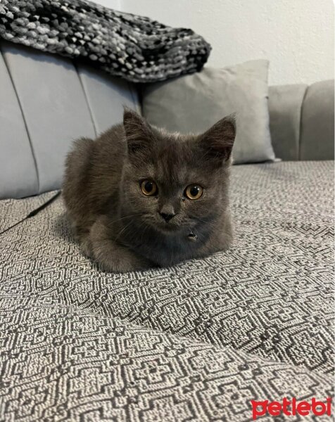 British Shorthair, Kedi  Mars fotoğrafı