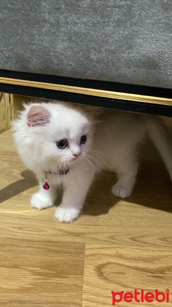 British Longhair, Kedi  Pamuk fotoğrafı