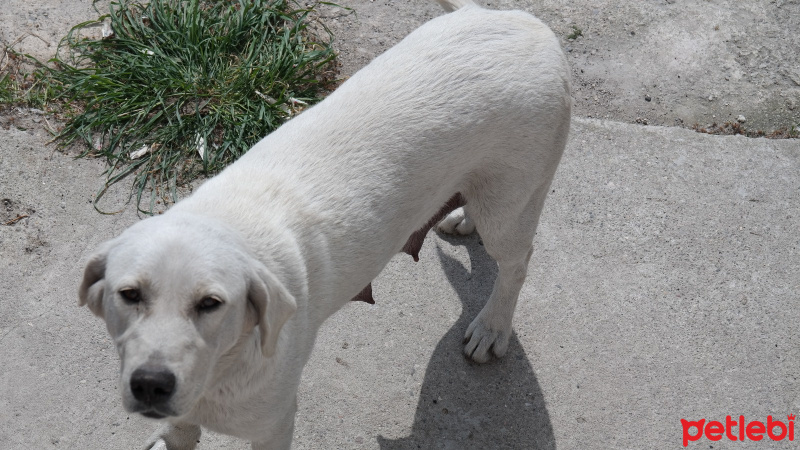 Golden Retriever, Köpek  Layla fotoğrafı