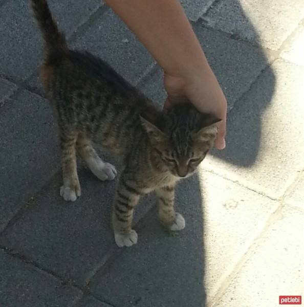 Soke, Kedi  Minik fotoğrafı