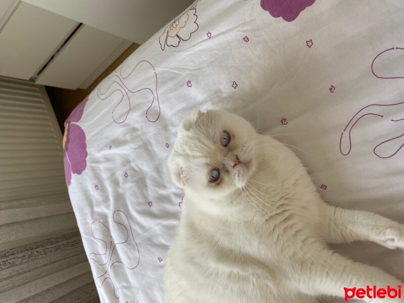 Scottish Fold, Kedi  Meze fotoğrafı