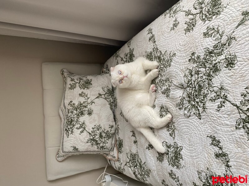 Scottish Fold, Kedi  Meze fotoğrafı