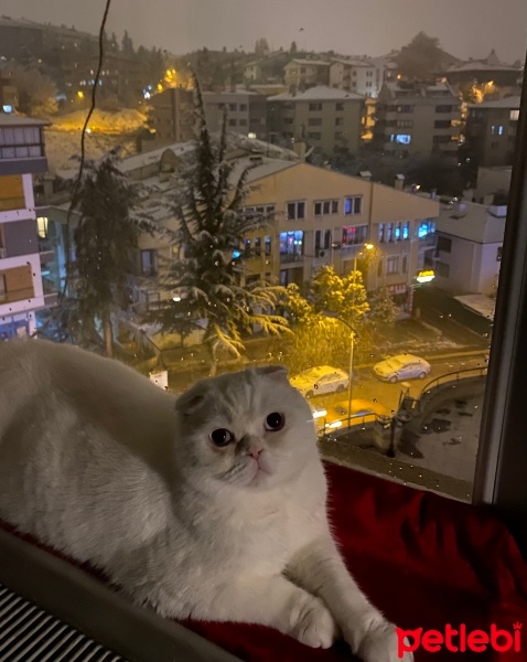 Scottish Fold, Kedi  Meze fotoğrafı