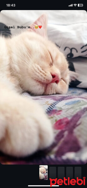 Scottish Fold, Kedi  bubu fotoğrafı