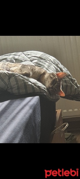Tekir Kedi, Kedi  Bızdık fotoğrafı