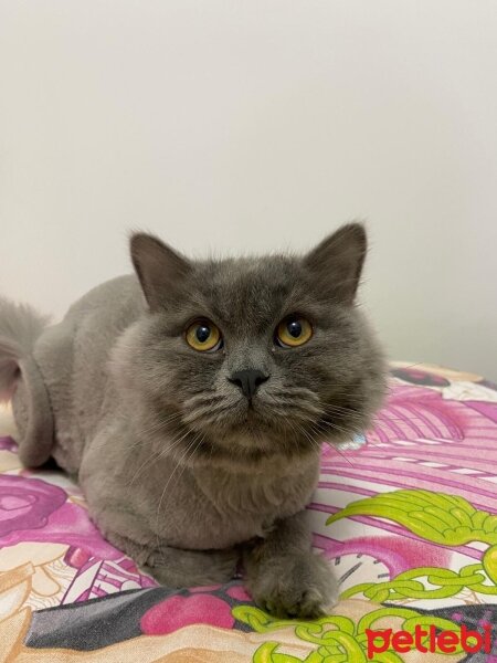 British Longhair, Kedi  Pati fotoğrafı